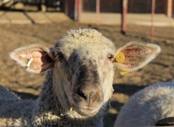 Image of face of a lamb