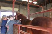 Students with a horse in a stall