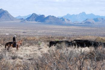 Image of Mitch Stevenson, PhD graduate student, herding cattle to target area at the CDRRC.  (Photo by Jay Rodman)