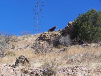 Image of Hill climber cow at the Todd Ranch, near Willcox, AZ, where part of this project was conducted