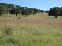 Image of green wild grass 