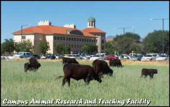 Image of cows outside the college