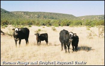 Image of cows with baby calves  